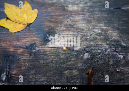 Yellow ladybug on a wooden balustrade with autumn leaf Stock Photo