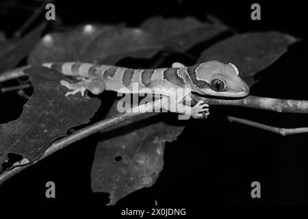 Intermediate bent-toed gecko (Cyrtodactylus intermedius) monochrome Stock Photo