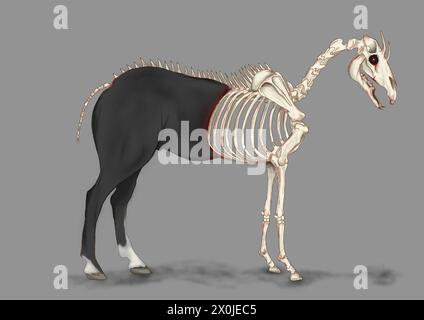 Skeleton horse illustration Stock Photo