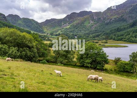Sheep in the landscape at Lake Llyn Geirionydd, Snowdonia National Park, Wales, Great Britain, Europe Stock Photo