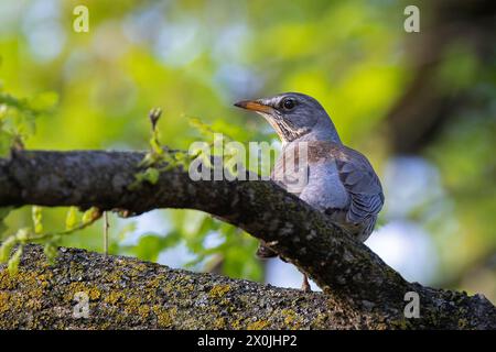 fieldfare hiding in the tree (Turdus pilaris) Stock Photo