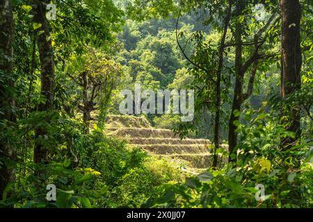 Landscape with rice terraces on the Pha Dok Sieo Nature Trail in Doi Inthanon National Park, Chiang Mai, Thailand, Asia Stock Photo
