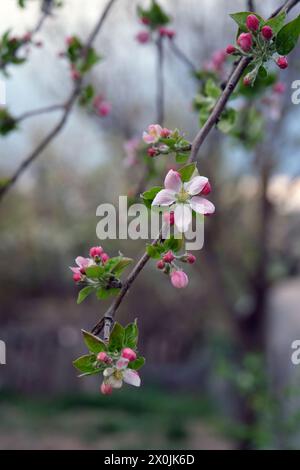 Apple blossom. Fruit tree in springtime. Apple flowers on a single branch in vertical image. Stock Photo