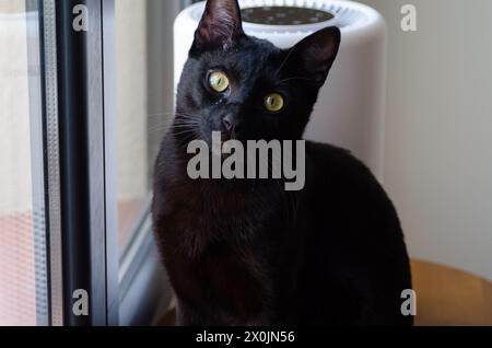 Black cat next to air purifier at home Stock Photo