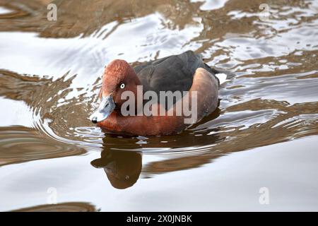 Ferruginous duck swims on the lake close up Stock Photo