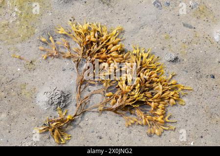 Seaweed Fucus vesiculosus close up Stock Photo