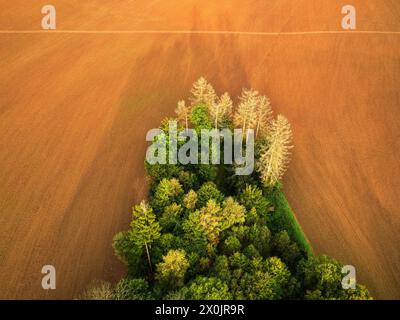 Hot air balloon ride over the Saxon Switzerland National Park after sunrise Stock Photo