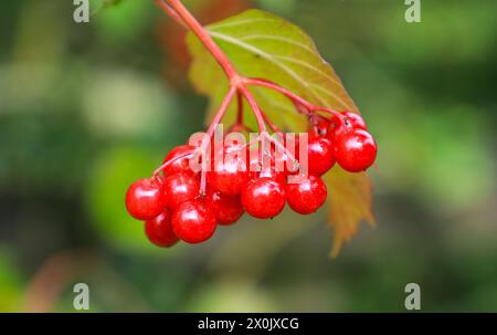 The red berries on a Viburnum bush or tree (Viburnum lantana), England, UK Stock Photo