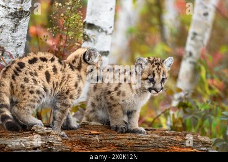 Cougar Kittens (Puma concolor) Together Atop Log Autumn - captive animals Stock Photo