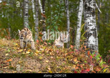 Pair of Cougar Kittens (Puma concolor) On Embankment in Forest Autumn - captive animals Stock Photo