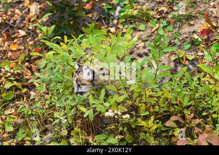 Cougar Kitten (Puma concolor) Walks Through Brush Autumn - captive animal Stock Photo