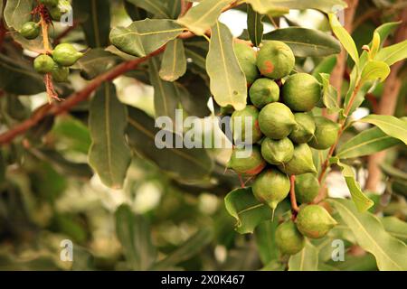 Raw of Macadamia integrifolia or Macadamia nut hanging on plant Stock Photo
