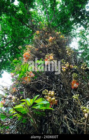 The flower of the sacred Bo tree. Sri Lanka. Shallow depth of field Stock Photo