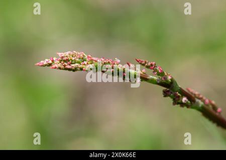 Close up of red sorrel (rumex acetosella) in bloom Stock Photo