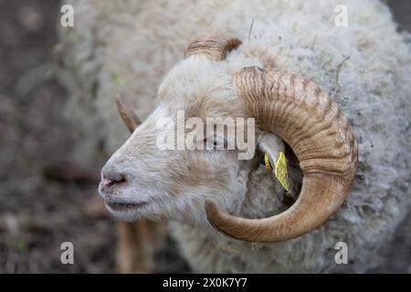 Nancy, France - Focus on head of Ouessant sheep in a public park in Nancy. Stock Photo