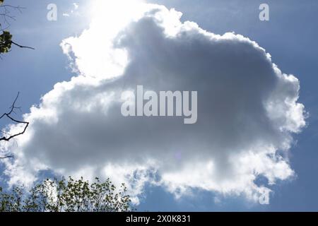 Blue sky with white clouds (cumulus) surrounding the greening tree branches like candyfloss Stock Photo