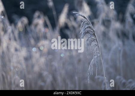 Fruit stand of reeds in winter, hoarfrost, Germany Stock Photo