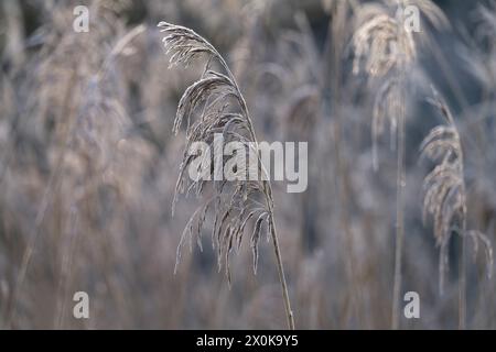 Fruit stand of reeds in winter, hoarfrost, Germany Stock Photo