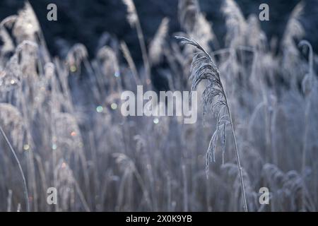 Fruit stand of reeds in winter, hoarfrost, Germany Stock Photo