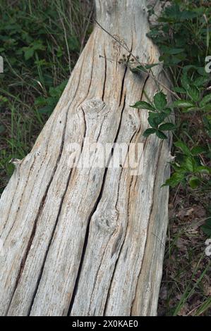 lying tree trunk without bark Stock Photo