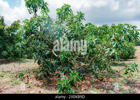 close-up of avocado tree (Persea Americana) papelillo variety grown in Colombia Stock Photo
