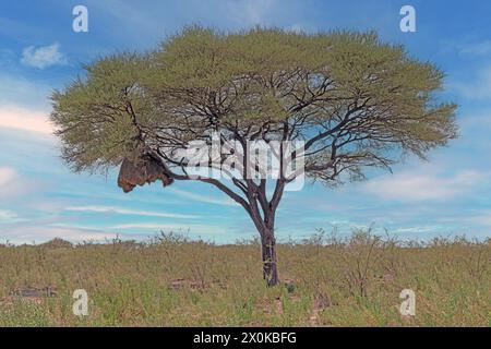 Picture of an acacia tree with big weaver bird nest on a green meadow against a blue sky in Etosha national park in Namibia during the day in summer Stock Photo