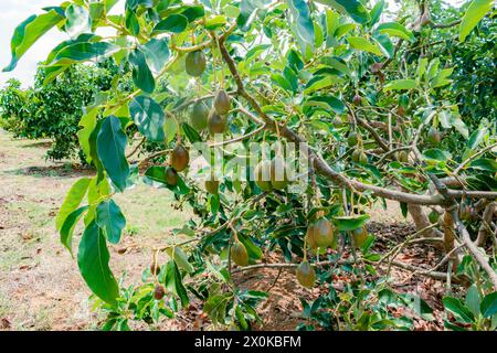 close-up of avocado tree (Persea Americana) papelillo variety grown in Colombia Stock Photo