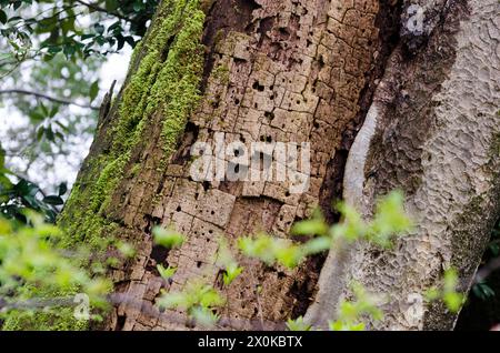 A tree with moss growing on it and holes in it. The holes are made by insects. The tree is old and has a lot of damage Stock Photo