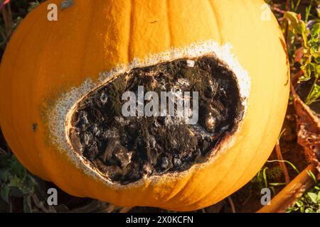 England, West Sussex, Pumpkin Field at Rowgate near Midhurst, Blighted Pumpkin Stock Photo