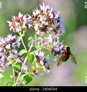 Volucella inanis - bee fly on flowering oregano Stock Photo