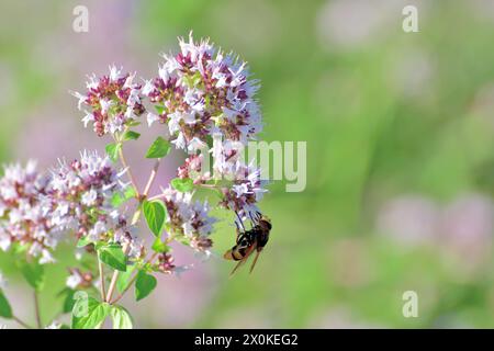 Volucella inanis - bee fly on flowering oregano Stock Photo