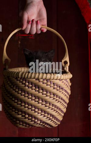 'Where am I going and why am I in this handbasket?' Puzzled black foster kitten looks out from a handbasket while being carried, Yarmouth Maine, USA Stock Photo