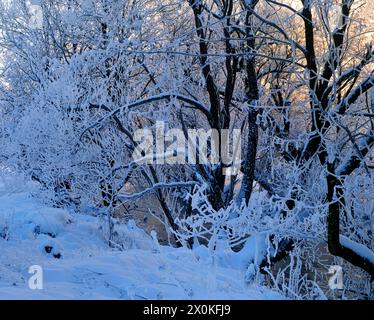 Europe, Germany, Hesse, Central Hesse, Lahn-Dill-Bergland Nature Park, Dautphetal, winter mood on the Lahn, sunrise, morning mist Stock Photo