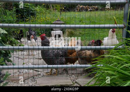 Stay out! Chickens waiting to ravage home garden, Yarmouth Maine, USA Stock Photo
