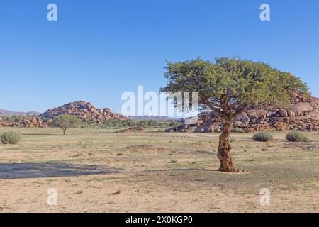 Picture of an acacia tree in front of a rock formation in southern Namibia near Fish River Canyon during the day Stock Photo