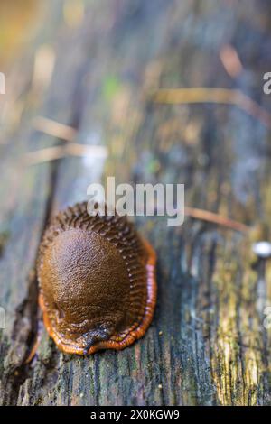 Spanish slug (Arion lusitanicus, Arion vulgaris) in natural habitat Stock Photo