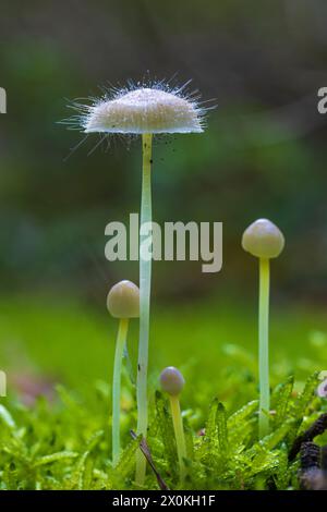 Helminths (Mycena) infested with the bonnet mold (Spinellus fusiger) in the moss Stock Photo