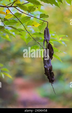 Dry brown leaves hanging on a branch in front of fresh green leaves, close-up Stock Photo