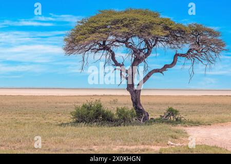 Picture of an acacia tree on a green meadow against a blue sky in Etosha national park in Namibia during the day in summer Stock Photo