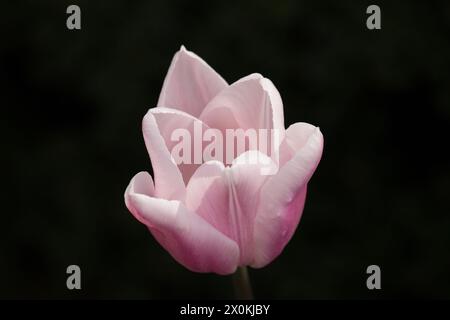 Spring flowers Stock Photo