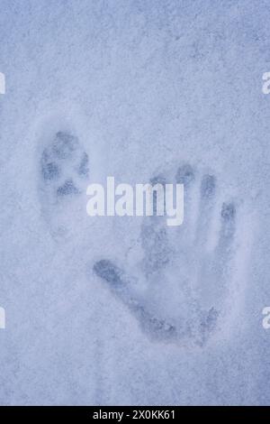 Tracks in the snow, fox track and imprint of a human hand Stock Photo