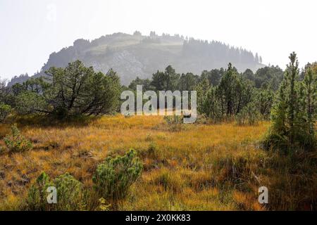 im Hochmoor Hinter Höhi im Herbst mit alten Legföhren Pinus, im Hintergrund eindrucksvolle Berggipfel, Amden, St. Gallen, Schweiz *** in the upland mo Stock Photo