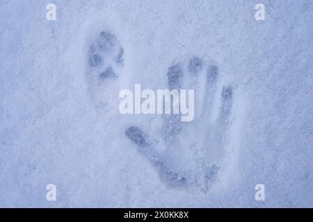 Tracks in the snow, fox track and imprint of a human hand Stock Photo