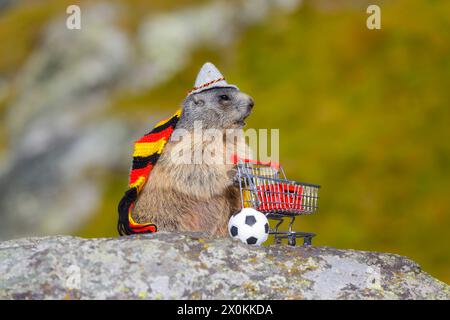 Alpine marmot (marmota, marmota), young marmot with hat and German scarf stands on rock next to shopping cart with beer crate and soccer ball Stock Photo