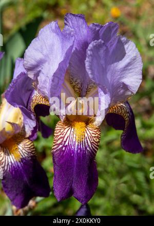 Closeup of a tall variegated purple bearded iris in bright sunlight Stock Photo