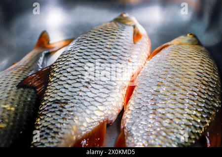 Common Rudd Edible Freshwater fish, rudd, common roach or red lead (Scardinius ...