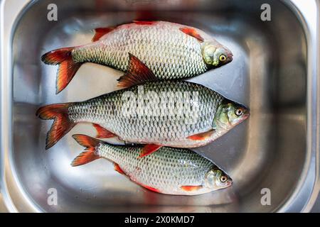 Freshwater fish, rudd, common roach or red lead (Scardinius erythrophthalmus), Stock Photo