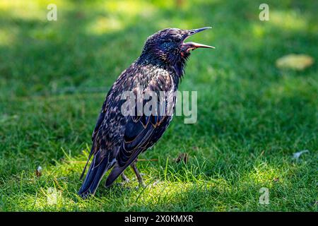 Bird in Tuileries Garden, Jardin des Tuileries, Paris, France Stock Photo