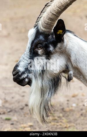 billy goat Stock Photo