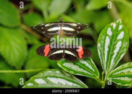 butterflies, red postman (Heliconius erato) or small postman, Heliconius melpomene Stock Photo
